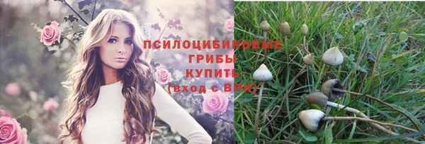 стаф Алзамай
